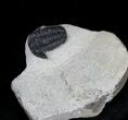 Bargain Gerastos Trilobite Fossil - Foum Zguid #22544-1